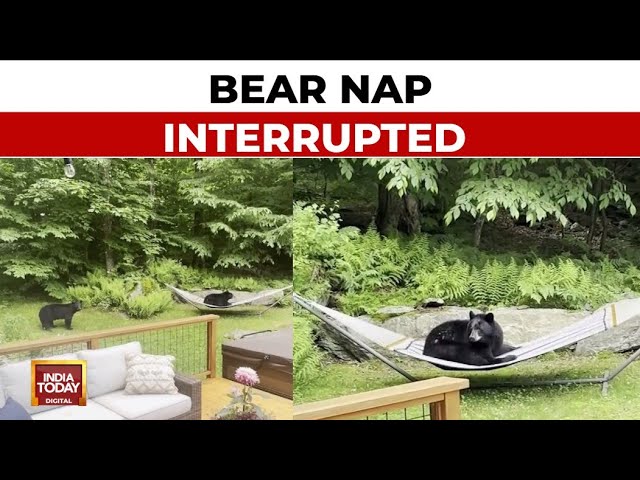 ⁣Vermont Man Finds A Decidedly Relaxed Bear Making Use Of His Hammock