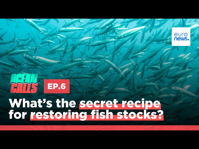 ⁣What’s the secret recipe for restoring fish stocks?