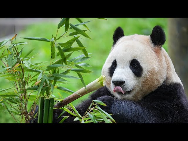 ⁣Protection des pandas géants : Fu Bao, née en Corée du Sud, fait ses débuts en Chine