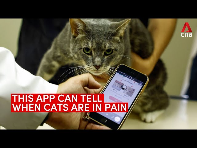 ⁣New CatsMe! app in Japan uses AI to detect when cats are in pain