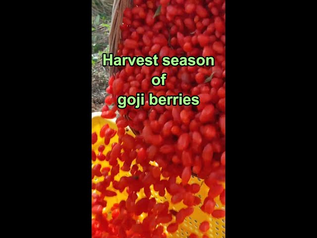 ⁣China's Ningxia embraces harvest season of goji berries