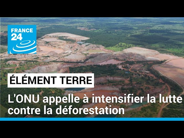 ⁣L'ONU appelle à plus d'engagement des Etats contre la déforestation • FRANCE 24