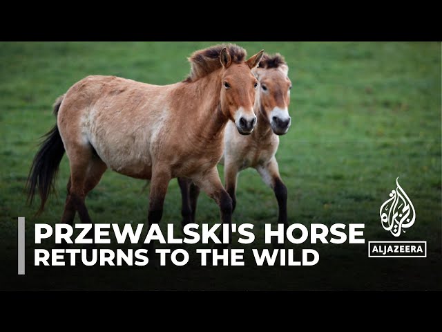 Przewalski's horse: Subspecies returned to wilds after near extinction