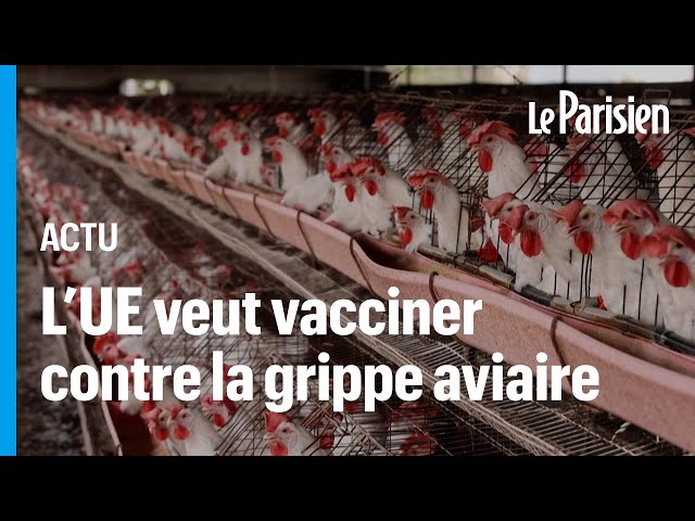 ⁣Grippe aviaire : l'UE a acheté 665 000 doses de vaccin pour prévenir un risque pandémique