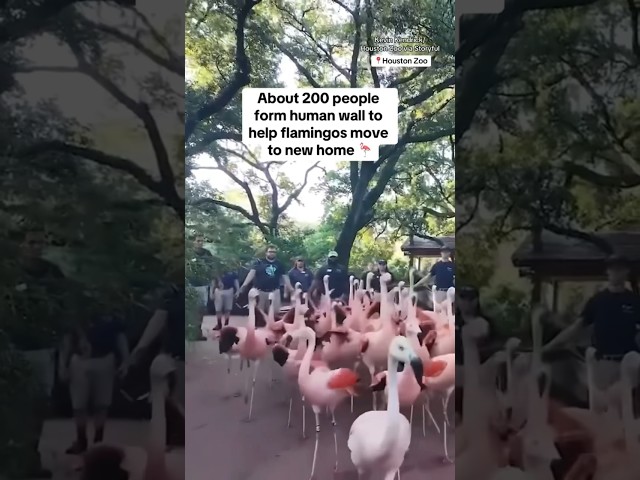 ⁣About 200 people form human wall to help flamingos move to new home #shorts