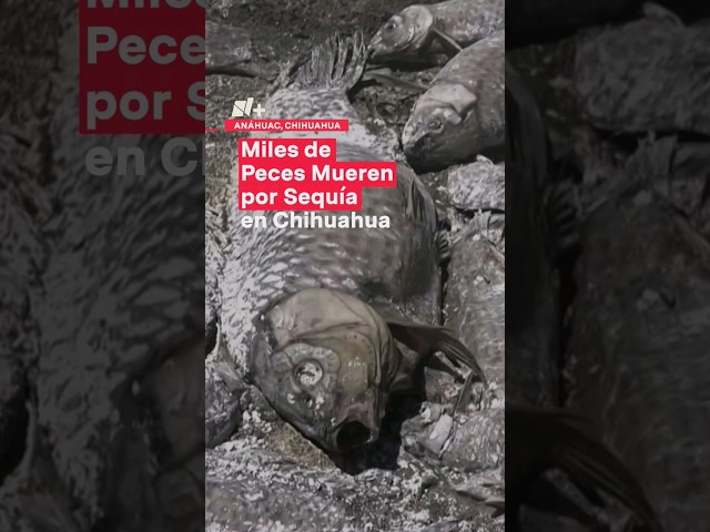 ⁣Peces muertos por sequía ponen en riesgo salud pública en Chihuahua #nmas #shorts
