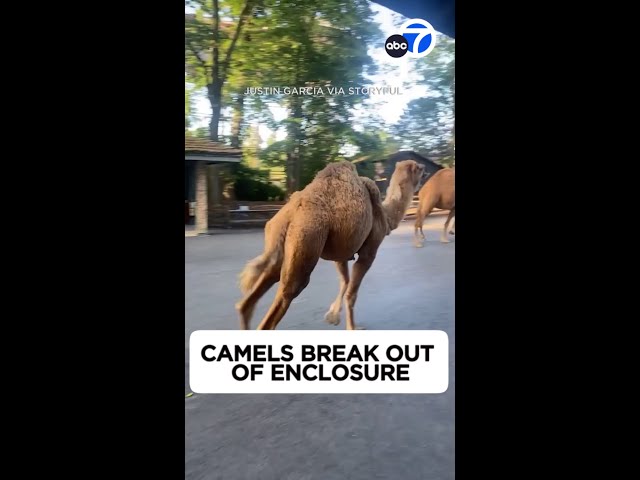 ⁣Camels run around amusement park after breaking out of enclosure