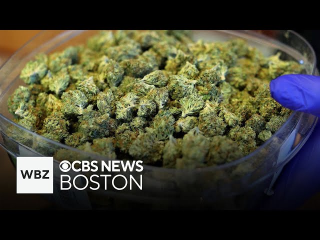 ⁣Regulators allow marijuana transport to Martha's Vineyard and more top stories
