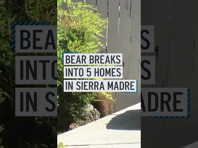 ⁣Bear break-ins in Sierra Madre 