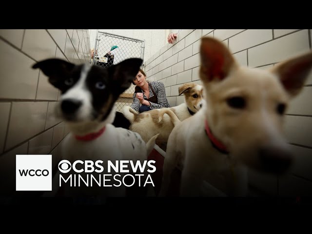 ⁣Animal Humane Society looks to rehome animals taken from shelter under investigation
