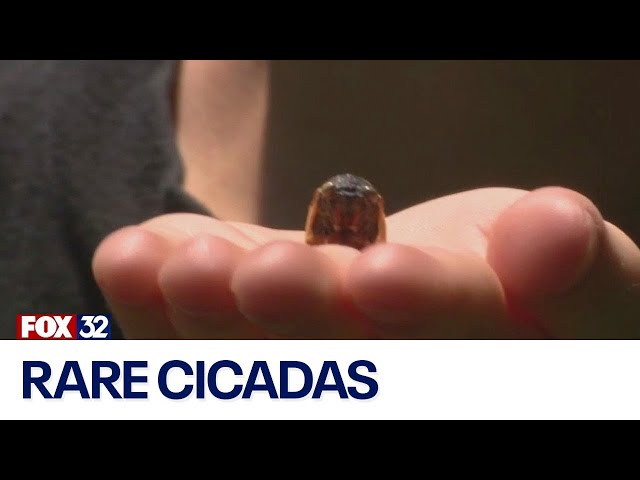 ⁣Chicago-area boy finds rare cicadas