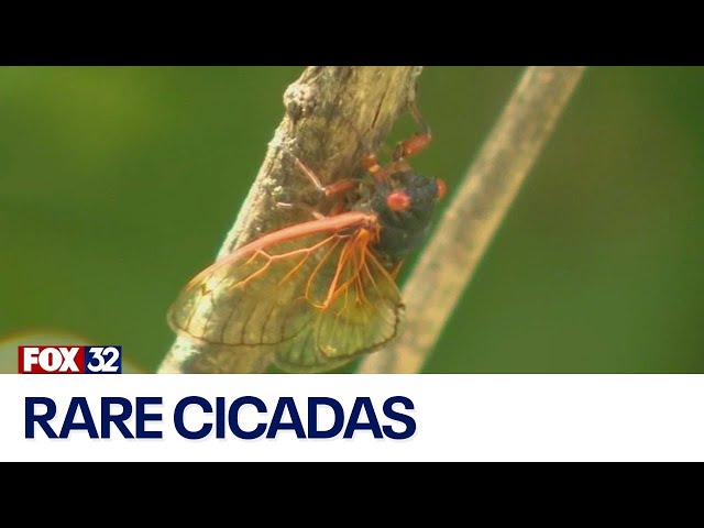 ⁣Chicago-area boy finds rare cicadas amid great emergence