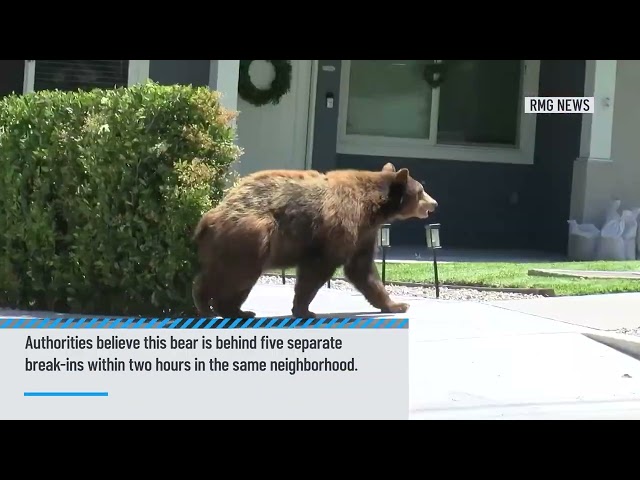 ⁣Five Sierra Madre homes broken into by a bear