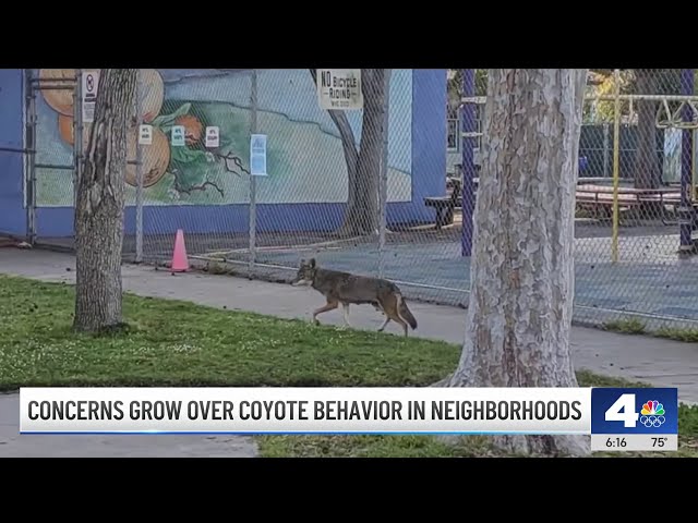 ⁣Are there more coyotes in Los Angeles? This is what expert says