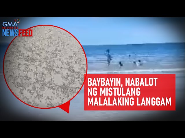 ⁣Baybayin, nabalot ng mistulang malalaking langgam | GMA Integrated Newsfeed