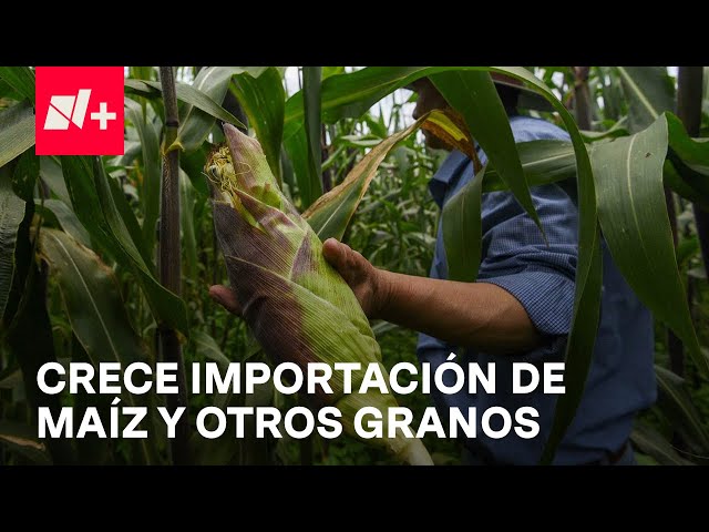 ⁣Aumentan importaciones de granos hacia México - En Punto