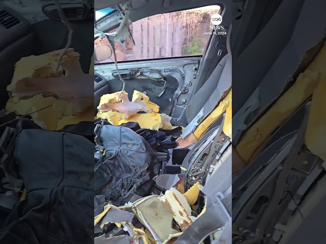 ⁣Bear destroys car’s interior after breaking into vehicle — and then takes a nap