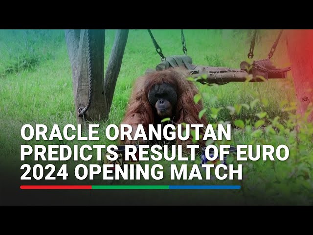 ⁣Oracle orangutan backs Germany for Euros win against Scotland