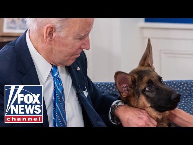 ⁣Biden 'repeatedly watched' dog Commander attack Secret Service: Report