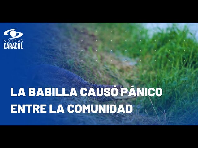 ⁣Babilla apareció en plena calle de San Cristóbal, Bolívar, e intentó comerse un perro