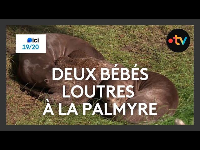 Deux bébés loutres naissent au zoo de la Palmyre