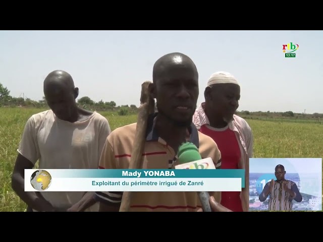 ⁣Agriculture saison sèche : bas-fond rizicole de Zanré, les producteurs attendent 164 tonnes de riz