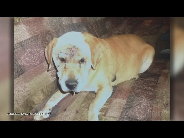 ⁣WARNING: Video captures vicious dog attack in Sudbury, Ontario