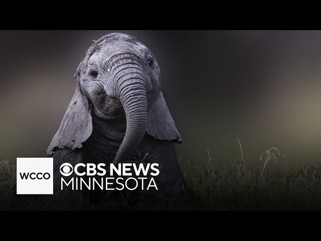 ⁣Elephants have names for each other, study finds