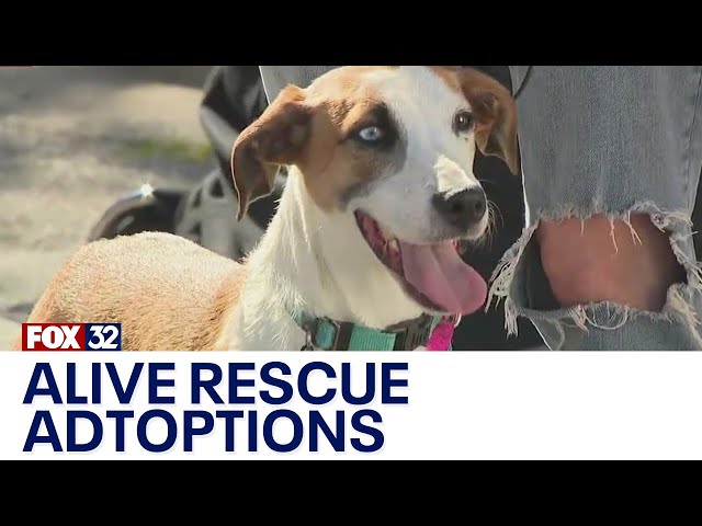 ⁣Good Day on the Road: Alive Rescue adoptions at Taste of Randolph