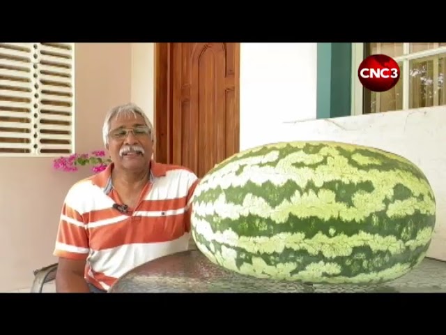⁣After giant pumpkin… Farmer grows enormous watermelon