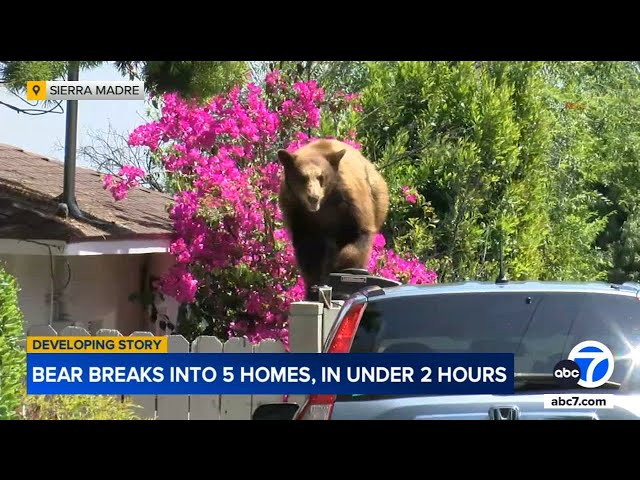 ⁣Bear breaks into 5 Sierra Madre homes in under 2 hours