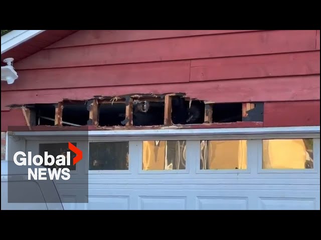 ⁣Black bear trapped in BC garage tries to bite and claw its way out
