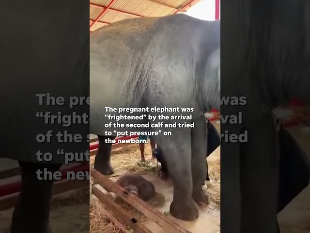 ⁣Rare elephant twins born in Thailand #Shorts