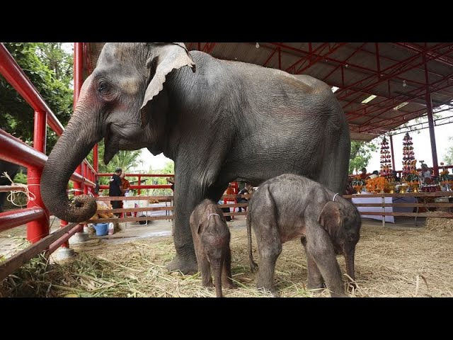 ⁣Seltene Zwillingsgeburt bei Elefanten: Pfleger bricht sich das Bein
