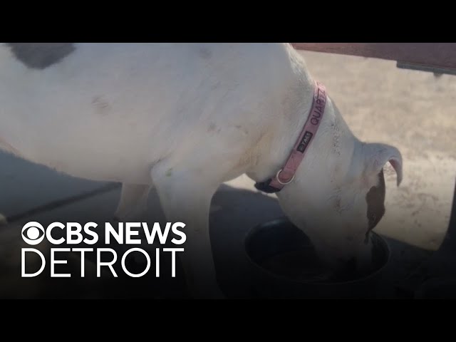 ⁣Veterinarian offers advice on keeping dogs cool during heat wave