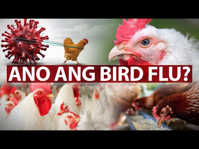 ⁣Ano ang Bird Flu? | Need to Know
