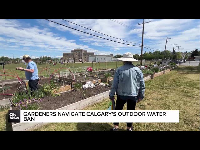⁣Gardeners navigate Calgary’s outdoor water ban