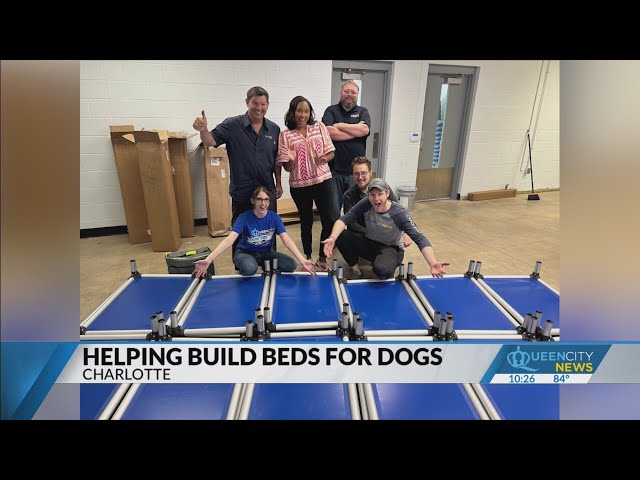 ⁣QCN builds beds for Charlotte shelter dogs