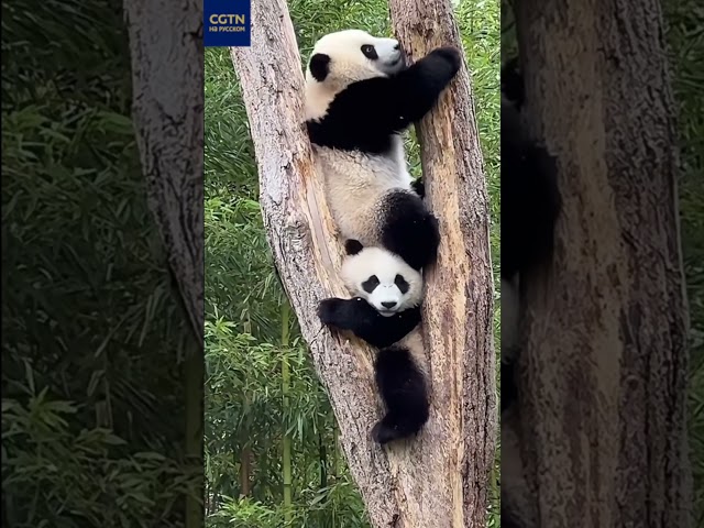 Неуклюжие панды попали на видео посетителей зоопарков #panda