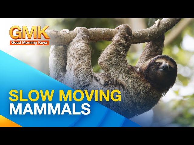 ⁣Sloth: slowest mammal on Earth | Wonders of Creation