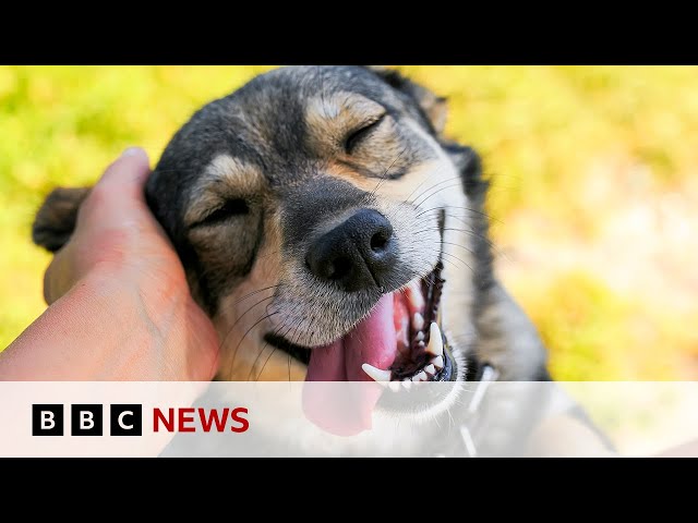 ⁣Australia’s $22bn love for pets | BBC News