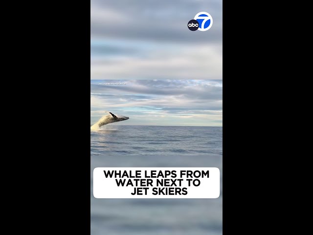 ⁣Stunning! Whale surprises jet skiers out on sunset ride