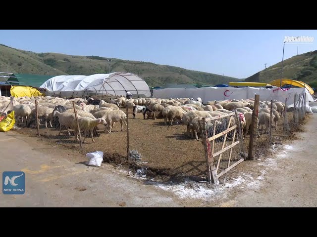 ⁣Livestock markets stagnate amid inflation in Türkiye as Eid approaches