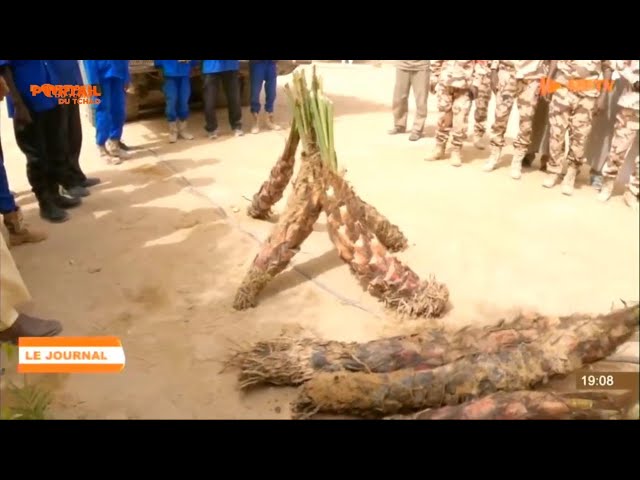 ⁣PROVINCE DU BORKOU - Don de 1000 palmier dattiers à la ville de Moussoro