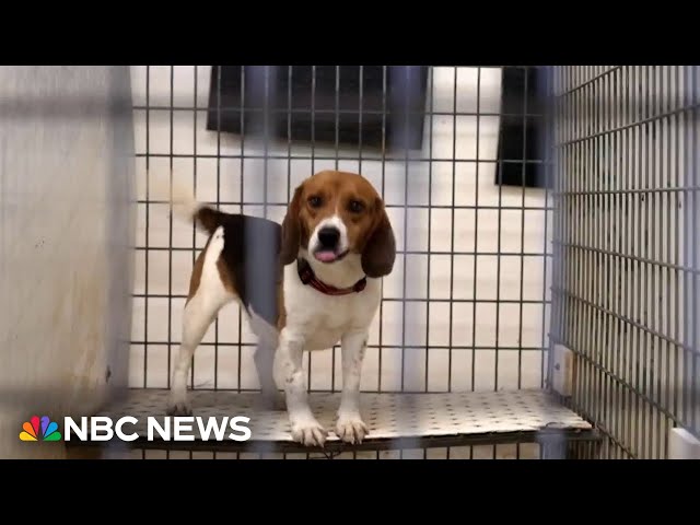 ⁣Former animal testing lab becomes sanctuary for rescued animals