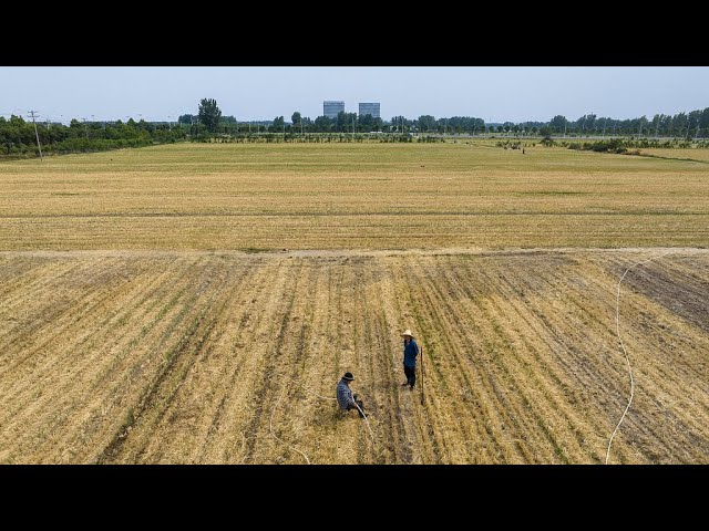 ⁣Henan : les autorités agricoles prennent des mesures pour assurer les récoltes