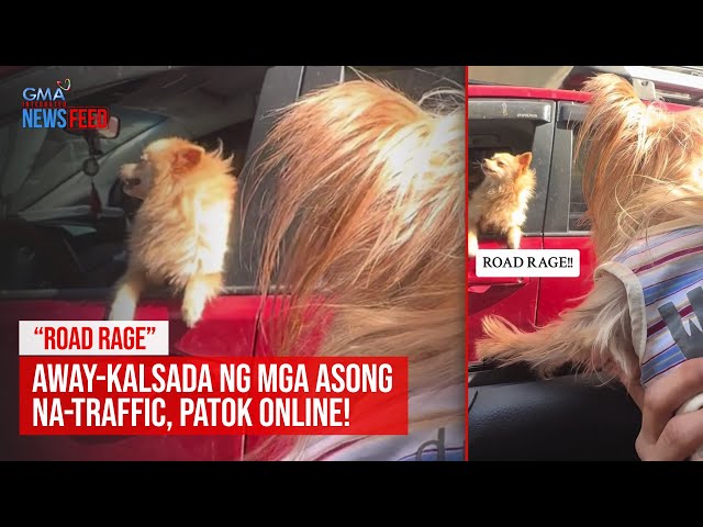 ⁣“ROAD RAGE” — Away-kalsada ng mga asong na-traffic, patok online! | GMA Integrated Newsfeed