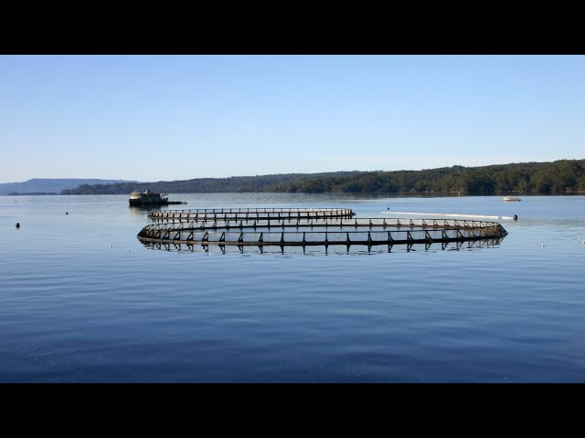 ⁣Concerns for salmon farming in Tasmania