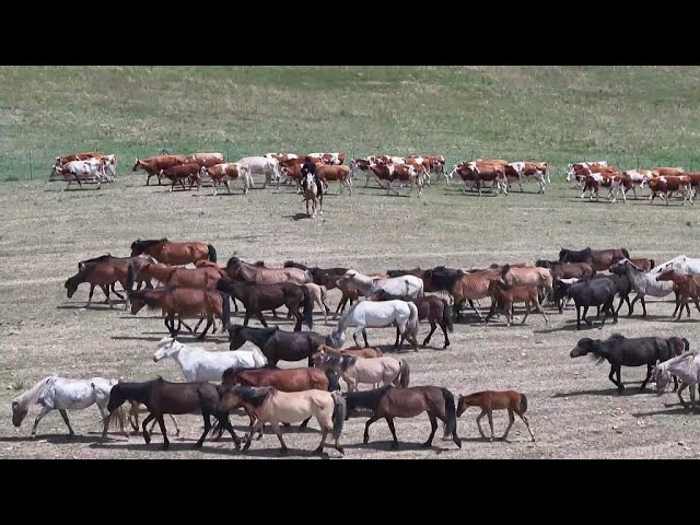 ⁣Live: Explore Inner Mongolian summer pastures during its golden season