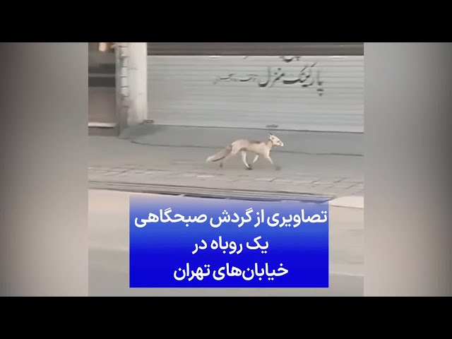 ⁣تصاویری از گردش صبحگاهی یک روباه در خیابان‌های تهران